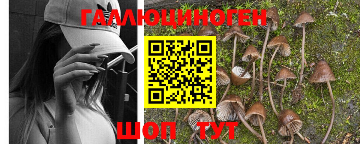 Галлюциногенные грибы Cubensis  Вход с VPN  Верхний Уфалей 